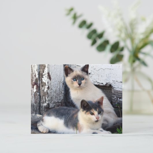 Scheunen-Katzen Postkarte (Stehend Vorderseite)