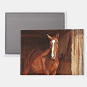 Scheunenpferdemagnet Magnet (Vorderseite/Rückseite)