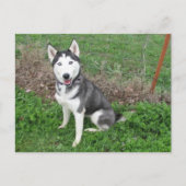 Schick Postkarte (Vorderseite)