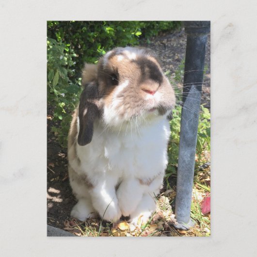 Schicken Sie jemandem etwas Wut mit diesem kleinen Ankündigungspostkarte (Vorderseite)