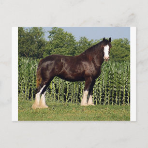 Schicksal Postkarte