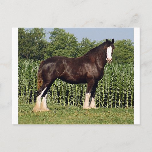 Schicksal Postkarte (Vorderseite)