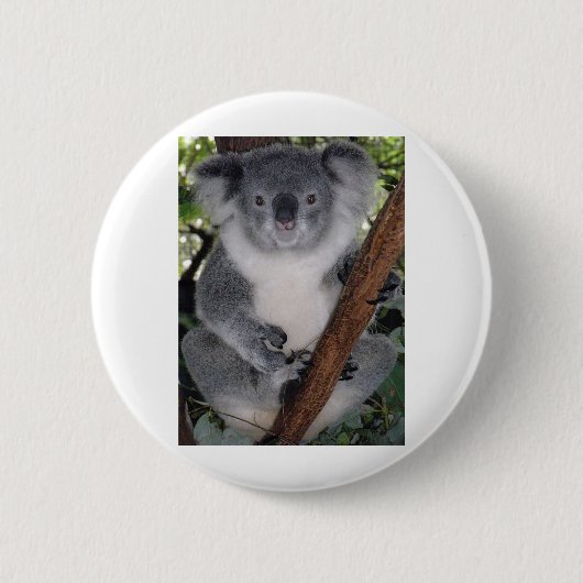 Schicksal Zazzle niedlicher Koala Aussi Outback Button (Vorderseite)