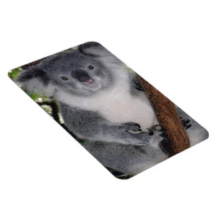 Schicksal Zazzle Süßer Koala Aussi Outback Magnet
