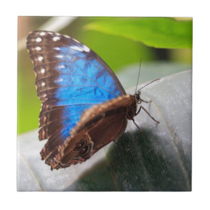 Schicksals-Geschenke Fliese