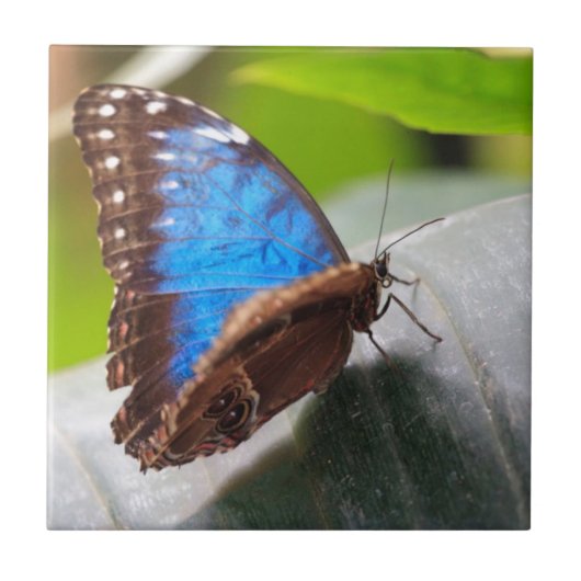 Schicksals-Geschenke Fliese (Vorderseite)