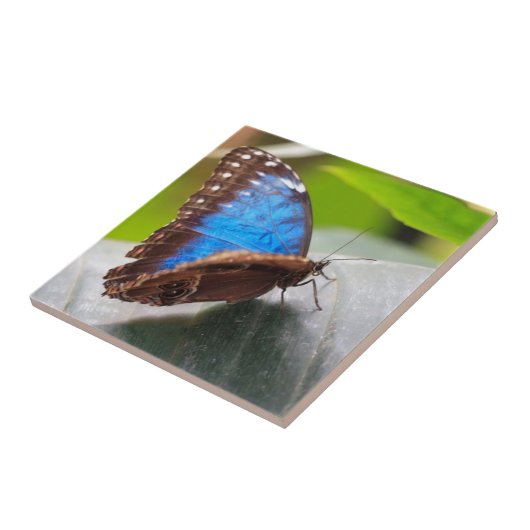 Schicksals-Geschenke Fliese (Seite)