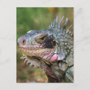 Schicksals-Geschenke Postkarte