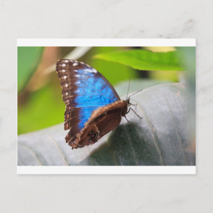Schicksalsgeschenke Postkarte