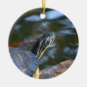 Schieberwasser-Schildkrötekopf aus Muschel heraus Keramikornament