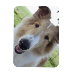 Schiefer Collie-Magnet Magnet
