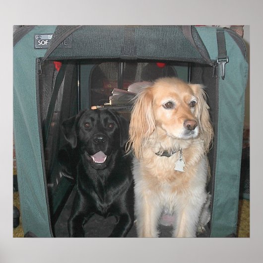 Schiefer und Sasha Poster (Vorne)