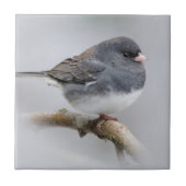 Schieferfarbener, dunkel-Mit Augen Junco auf der B Fliese (Vorderseite)