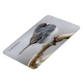 Schieferfarbener, dunkel-Mit Augen Junco auf der B Magnet (Linke Seite)