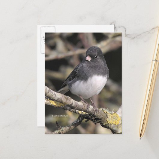 Schieferfarbener, dunkel-Mit Augen Junco auf der B Postkarte (Vorderseite/Rückseite Beispiel)