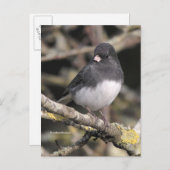 Schieferfarbener, dunkel-Mit Augen Junco auf der B Postkarte (Vorne/Hinten)