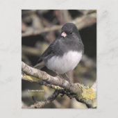 Schieferfarbener, dunkel-Mit Augen Junco auf der B Postkarte (Vorderseite)