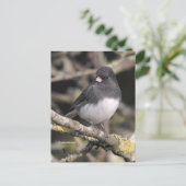 Schieferfarbener, dunkel-Mit Augen Junco auf der B Postkarte (Stehend Vorderseite)