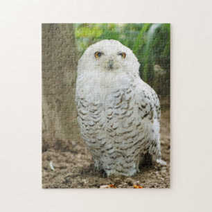 Schielende Eule Raubvogel Puzzle