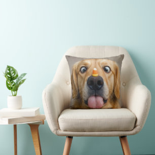 Schielender Golden Retriever mit Candycorn Kissen