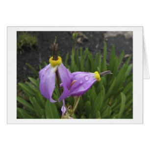 Schießen-Stern-Blumen