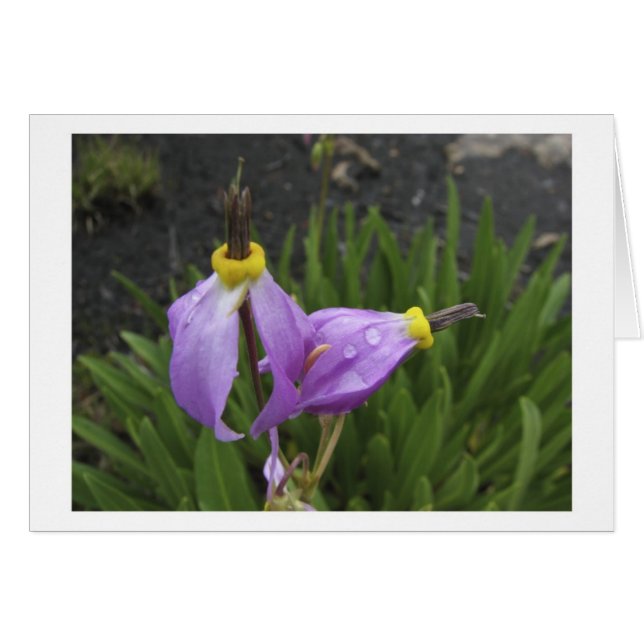 Schießen-Stern-Blumen (Vorderseite (Horizontal))