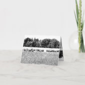 SCHIFFFIELD FOTO ANIMAL NOTE CARD (Rückseite)