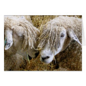 SCHIFFSKARTE (Vorderseite (Horizontal))