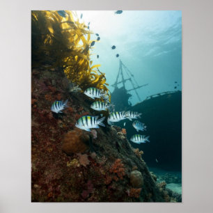 Schiffswrack hinter einem Riff versteckt Poster