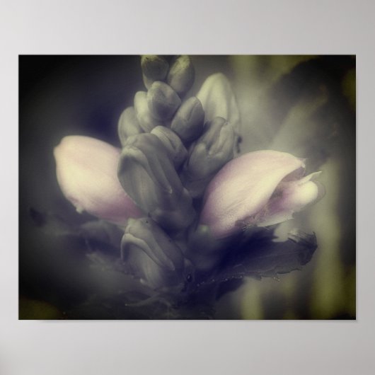 Schildblume teilweise in Farbe Poster (Vorne)