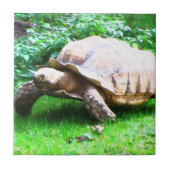 Schildi Fliese (Vorderseite)