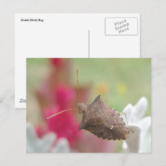 Schildkäfer auf Dusty Miller Postkarte (Vorne/Hinten)