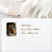 Schildkröte (Insitu)