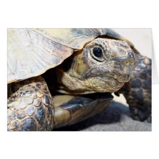 Schildkröte (Vorderseite (Horizontal))