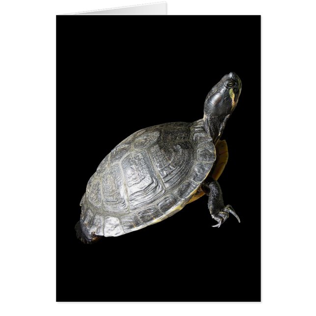 Schildkröte (Vorne)