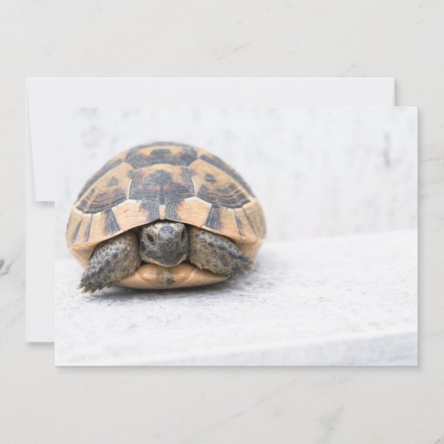 Schildkröte (Vorderseite)