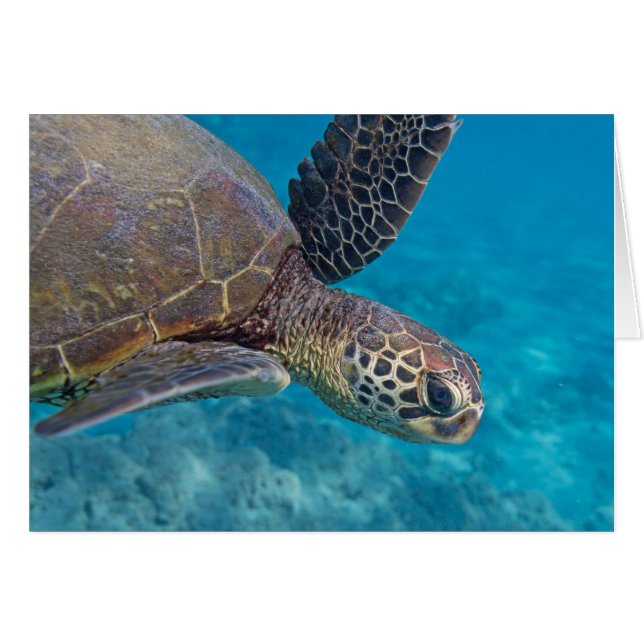 Schildkröte (Vorderseite (Horizontal))