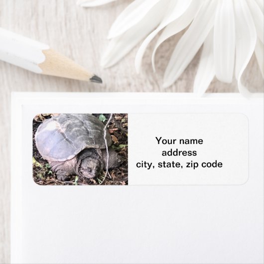 Schildkröte (Insitu)