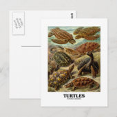 Schildkröte (7 verschiedene Schildkrötenkunst) Postkarte (Vorne/Hinten)