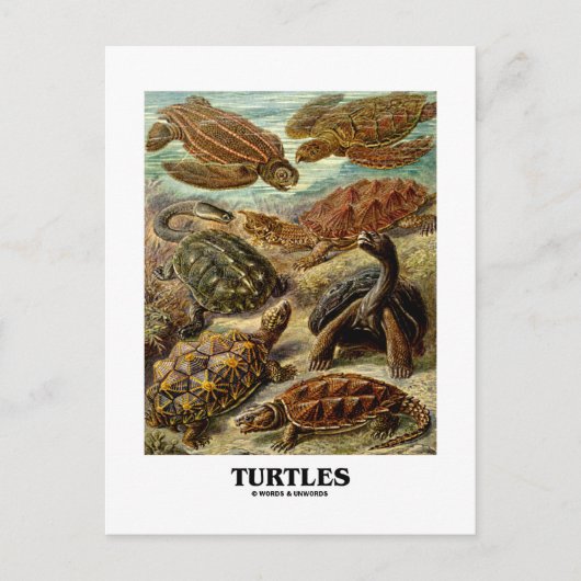 Schildkröte (7 verschiedene Schildkrötenkunst) Postkarte (Vorderseite)