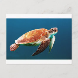 Schildkröte-863 Postkarte