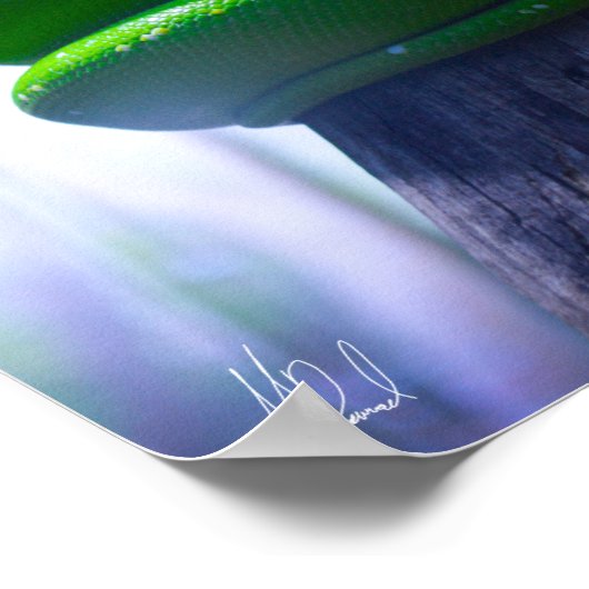 Schildkröte (A) Plakat (Ecke)