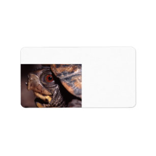 Schildkröte Adressaufkleber
