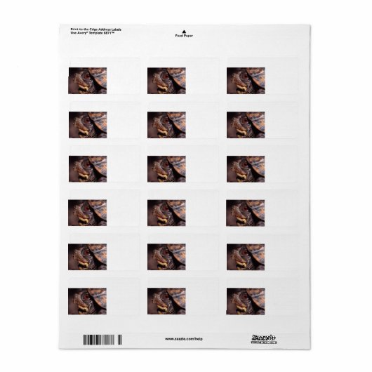 Schildkröte Adressaufkleber (Vorne)