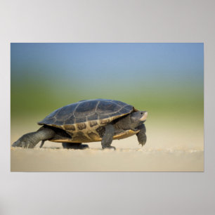 Schildkröte / Amphibie Nahaufnahme-Foto-Poster Poster