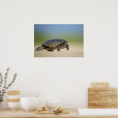Schildkröte/Amphibien-Nah-Up-Foto-Poster Poster (Küche)