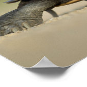 Schildkröte/Amphibien-Nah-Up-Foto-Poster Poster (Ecke)