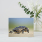 Schildkröte / Amphibien / Reptilienverschluss Post Postkarte (Stehend Vorderseite)