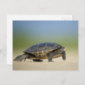 Schildkröte / Amphibien / Reptilienverschluss Post Postkarte (Vorne/Hinten)