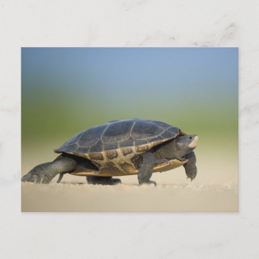 Schildkröte / Amphibien / Reptilienverschluss Post Postkarte (Vorderseite)